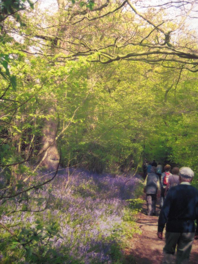 Bluebell Woods