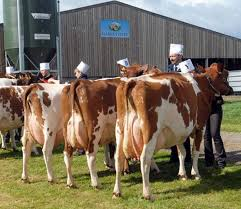 Ayrshire cattle