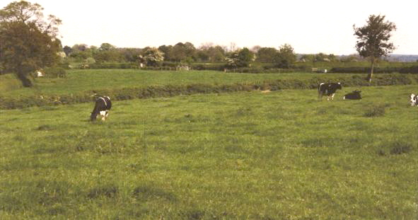 These two fields represent the extent of the Brickfield in 	 1818