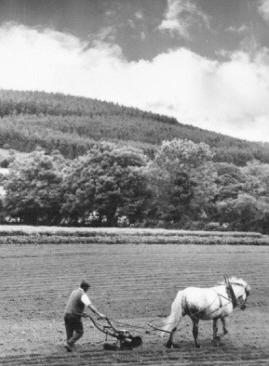 Traditional horse and plough