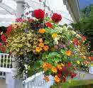 A specimen hanging basket