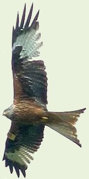 The Red Kite seen over the Chilterns