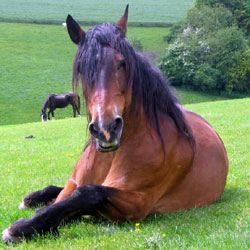 I'm a 	 resting horse see