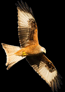 Red kite