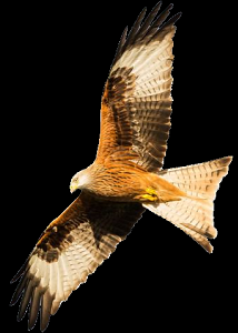 Red kite